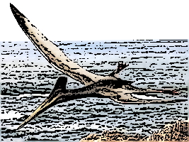 pterodactyls